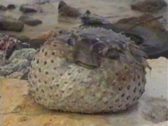 سمكة النفيخة