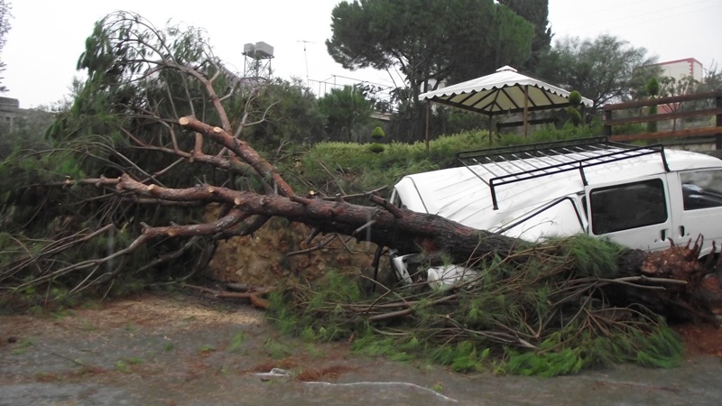  شجرة صنوبر معمرة  صنوبر في بلدة كفررمان سقطت على سيارة فان - سامر وهبي