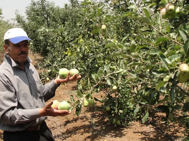 علي حمّود:  أوّل المزارعين في قطف التفاح في لبنان هذه السنة