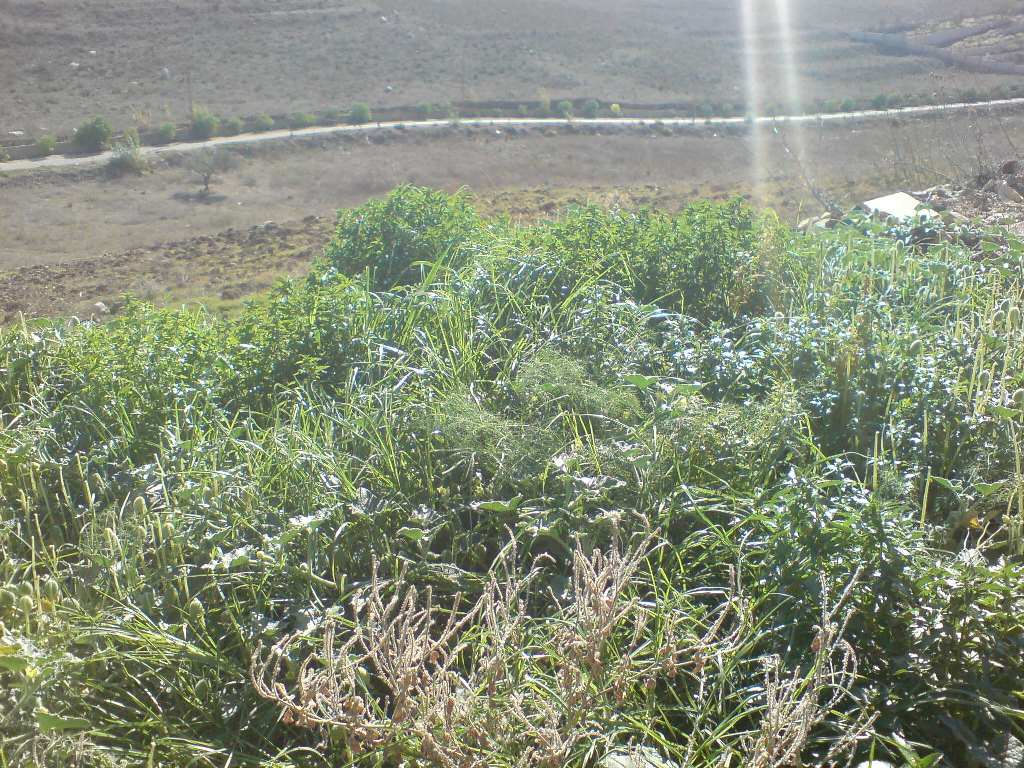 جنّات على مدّ النظر.. وشكراً للبلدية.. وتظهر الطريق المؤدية إلى العين من جلاحية