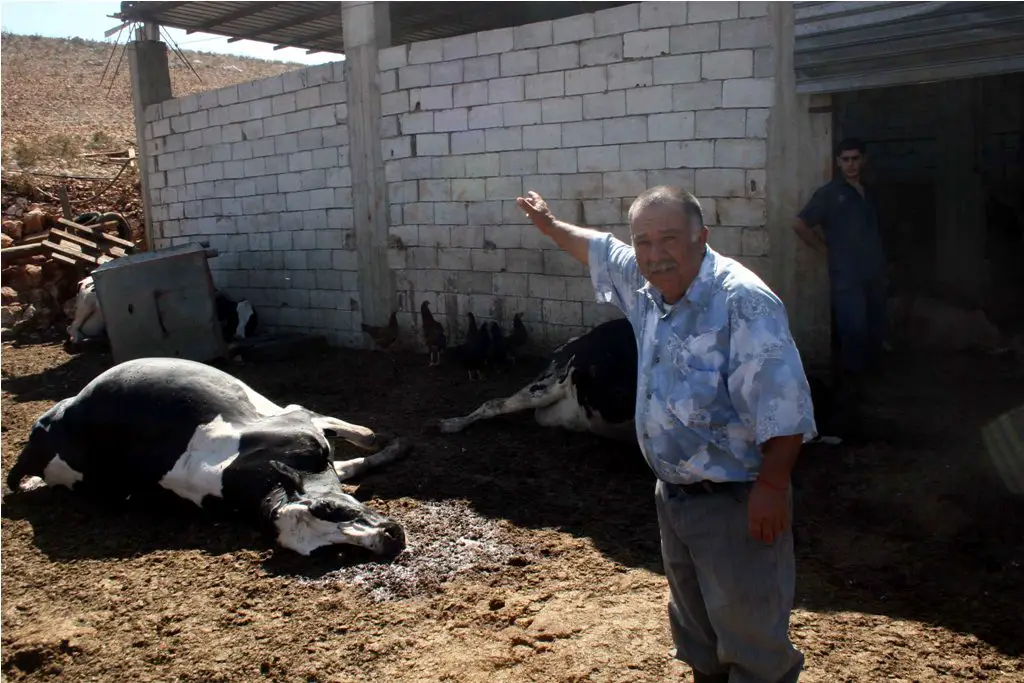 أسعد ابو عباس قرب بقرة نافقة