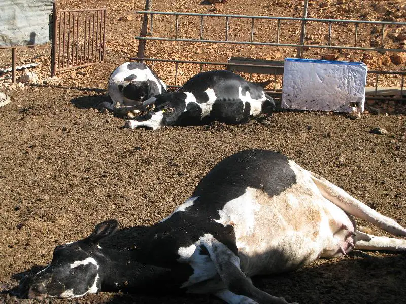 بعض  الأبقار النافقة