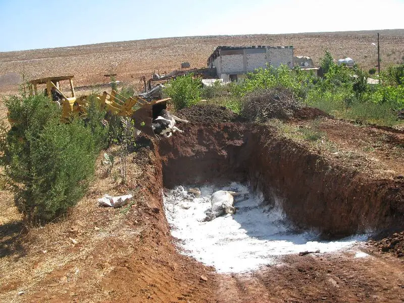 قامت وزارة الزراعة بالتعاون مع بلدية الخيام بإزالة البقر الميت وطمره