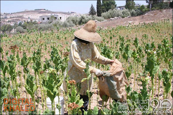 زراعة التبغ .. مورد رزق اساسي للكثير من العائلات الجنوبية - عن موقع صور سيتي