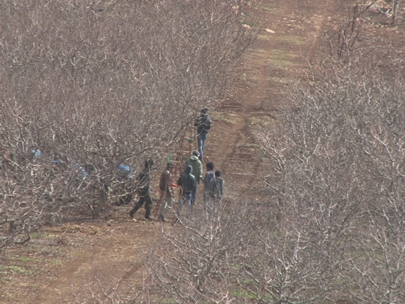 حركة اعتيادية للعمال الزراعيين الاسرائيليين في بسايتن المطلة قرب الحدود مع لبنان