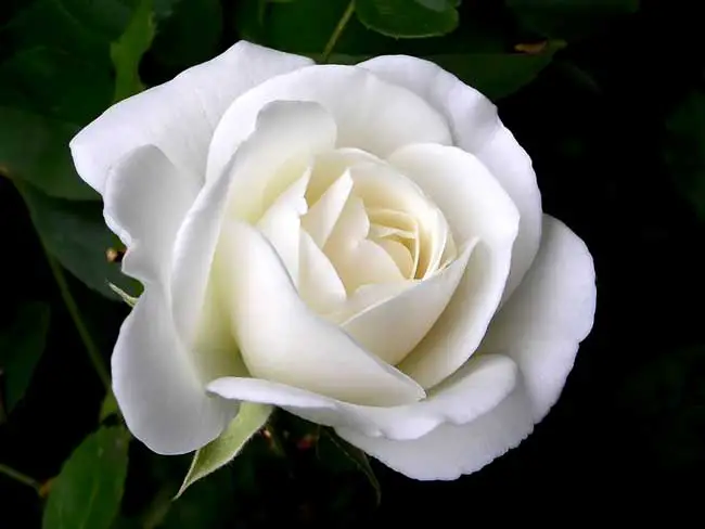 ما اجمل الحب عندما يقدم الحبيب لحبيبه وردة بيضاء بلون الحياة