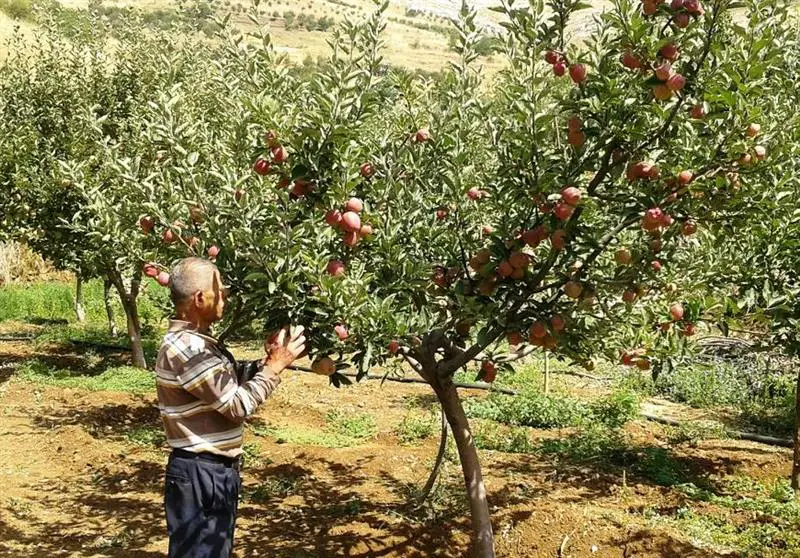 يتفقد أشجار التفاح في البترون (لميا شديد)