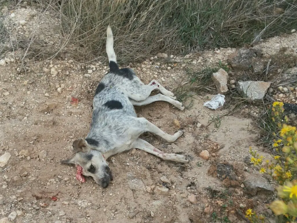  تم قتل احد هذه الكلاب وحرقه خوفا من انتقال العدوى الى احد الحيوانات .