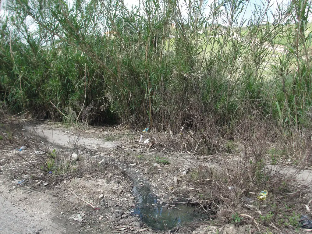 والقصب ينبت بقوة كذلك بسبب تلك المياه