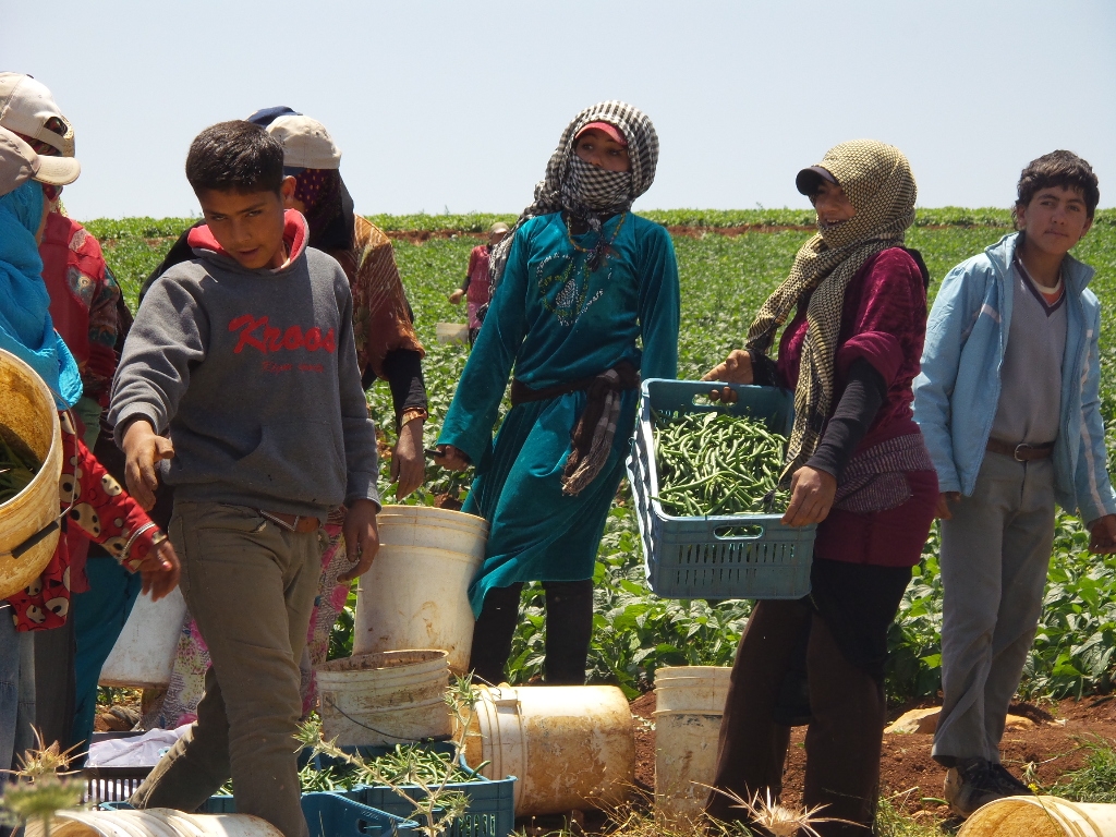 عمال سوريون يعملون في قطاف اللوبياء