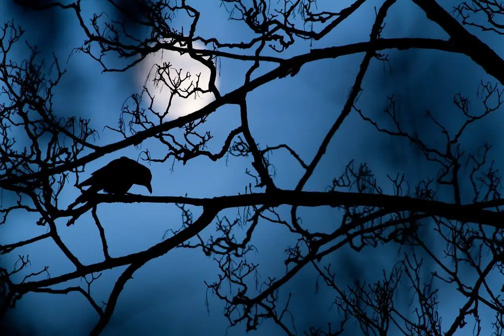 صورة  The moon and the crow  للمصور غيديون نايت من المملكة المتحدة