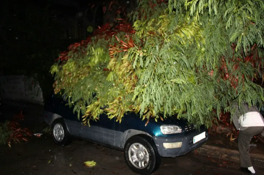 نجاة مواطن بعد سقوط شجرة على سيارته في صيدا