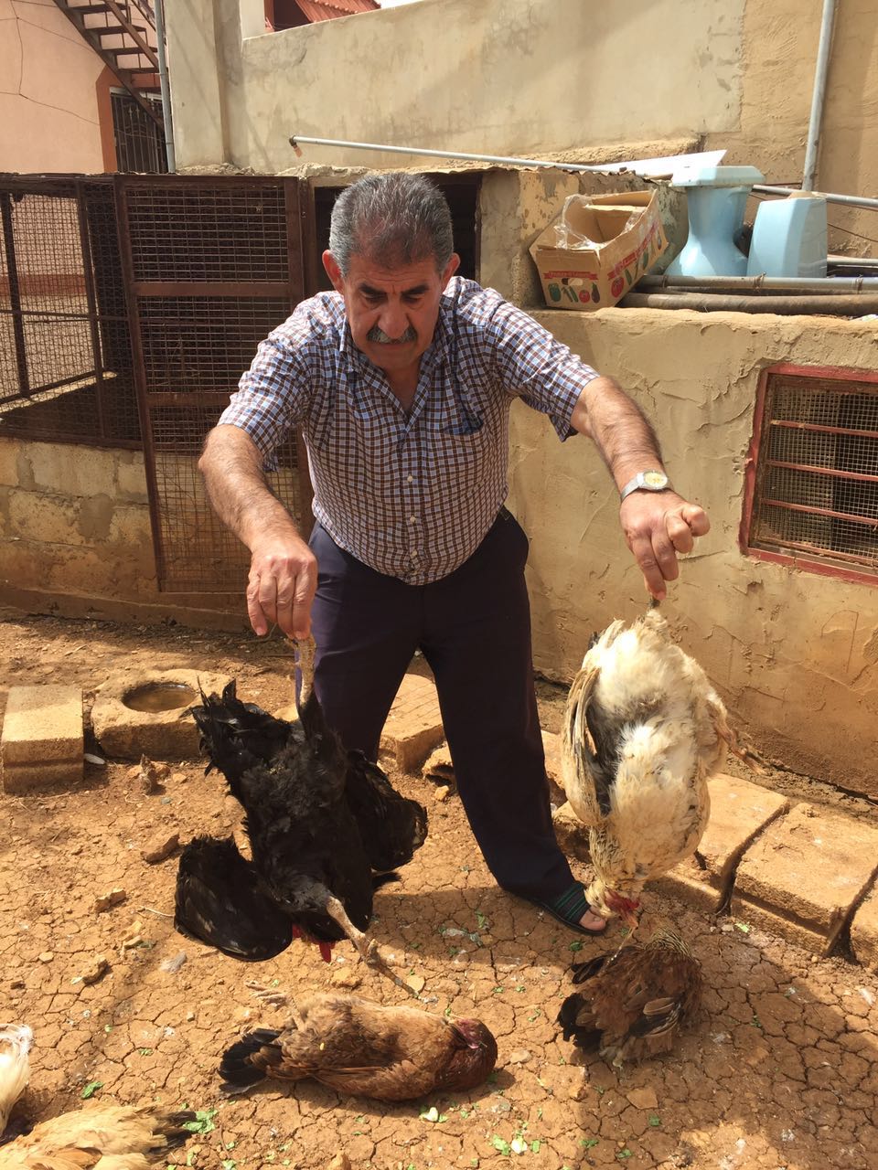 نفوق بعض الدجاج في شويا نتيجة اصابته بمرض النيوكاسل لا انفلونزا الطيور 