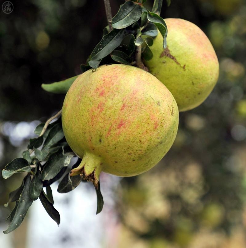 الرمان يساعد في الوقاية من أمراض القلب (الجزيرة نت)