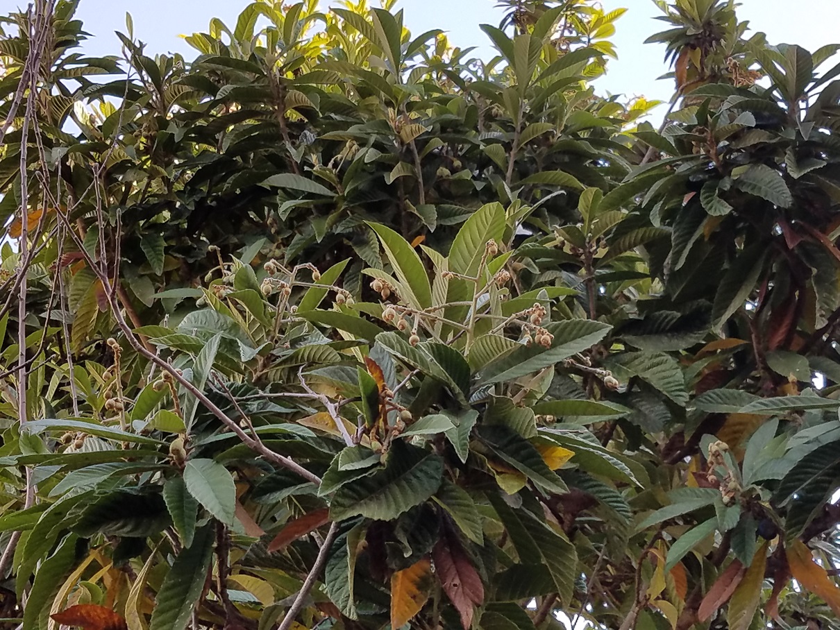 حديقة الساحة التحتا