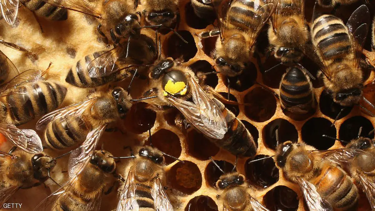 تزايد سرقات النحل في نيوزلندا
