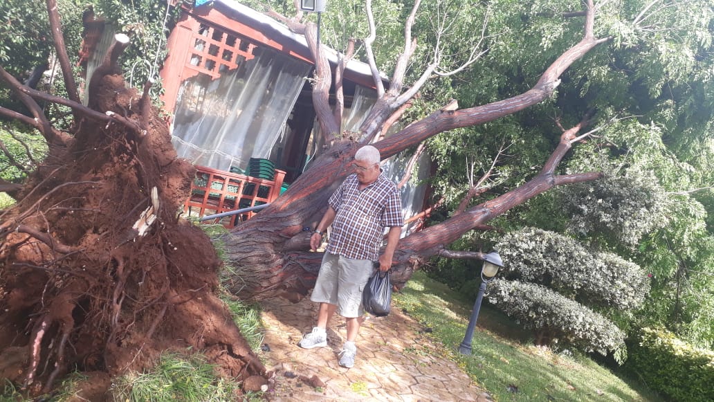 أبو عبدالله حسن علي رشيدي في حديقته أمام الشجرة المعمرة بعدما اقتلعتها العاصفة