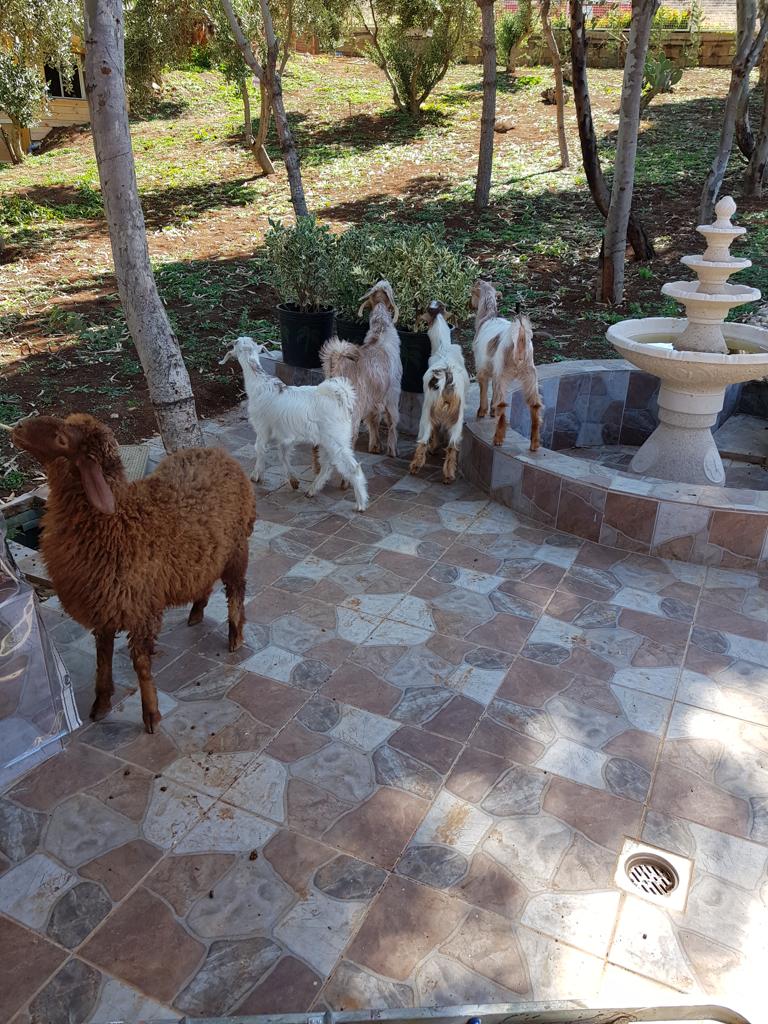 راحة وأستجمام في ربوع قريته ا لخيام