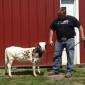 مزارع يستعرض سلالة نادرة من الأبقار القزمة!