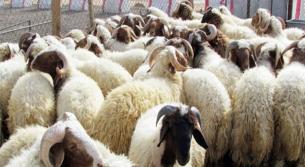 أسعد وهبي: أغنام