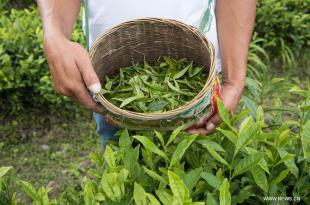 مشروع بناء القدرات بقيادة الكتيبة النيبالية: زراعة الشاي في  مجدل سلم