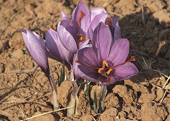 شتلة الزعفران