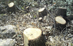 قطع غابة سنديان في الجنوب (أرشيف - كامل جابر)