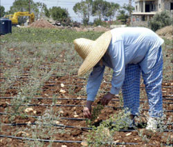 سكنة عليّق تعتني بحقل الصعتر (كامل جابر)