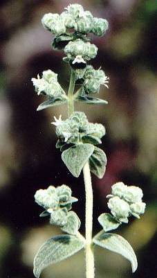 طربونة زعتر برّي