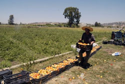 سهل الخيام (كامل جابر)