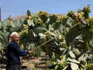 مزارع  يقطف الصبار في حاصبيا