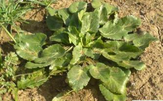 التعرّف على العنّة سهل