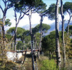 الصنوبر البلدي الجزّيني