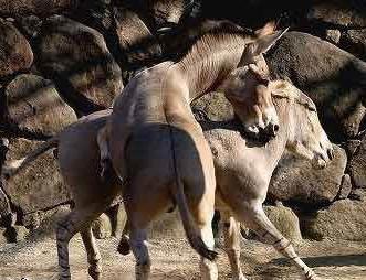 الفنعصة واللبيط هي البديل