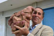 سمحات يحمل حبة البطاطا (تصوير: جمال خليل)