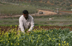 مزارع جنوبي يعمل في حقله اثناء تنفيذ المناورة