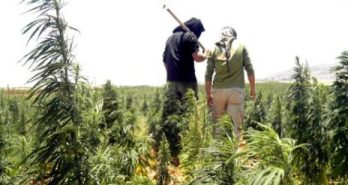 مزارعان في حقل مزروع بالحشيشة في البقاع الشمالي