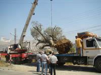 قلّع الزيتون بالونش