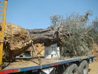 شجرة الزيتون الى وجهتها الجديدة