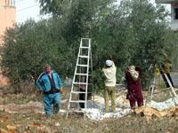 قطاف الزيتون في مرجعيون