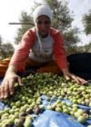 جمع الزيتون