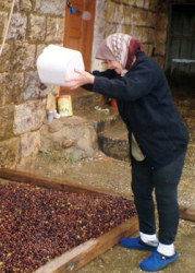 العت والسوسة والعاصفة قضت على موسم الزيتون في حاصبيا