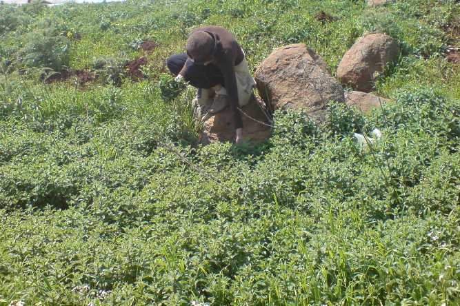 سيدة خيامية تجني طربون الحبق البرّي المنتشر بكثرة على أقنية ينابيع مرجعيون