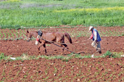 بليدا قرية تنتعش فيها زراعة التبغ من جديد