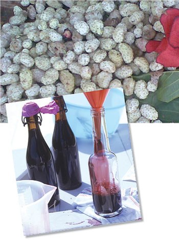 فاكهة تزور بلاد الشام لفترة قصيرة