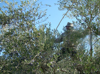 موسم زيتون جيّد في حاصبيا والعرقوب ومرجعيون