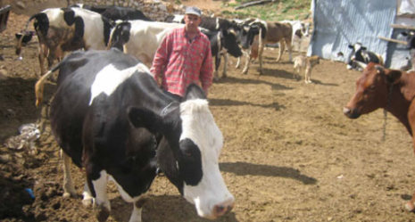 المزارع سجين أبقاره