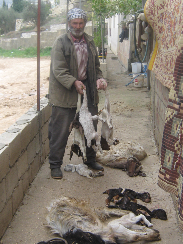 الراعي يحمل ماشيته النافقة