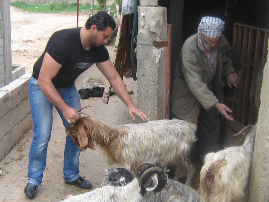 يخرجان الماشية لفحصها