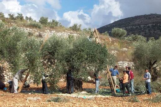 عملية قطاف الزيتون